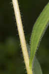 Wavyleaf purple coneflower